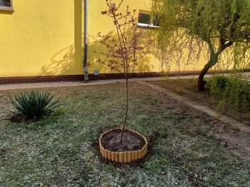 Drzewa4