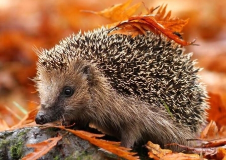 10 LISTOPADA – ŚWIATOWY DZIEŃ JEŻA