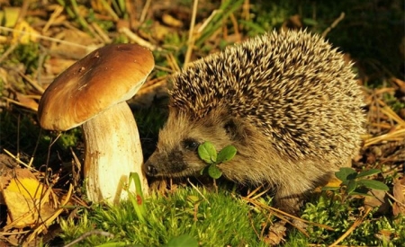 Ratujemy jeże! Nagrody za dostarczenie karmy!